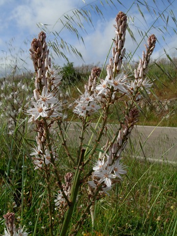 [PIC - 008-Sardegna IRI Vermentino e Corsica - 119[7].jpg]