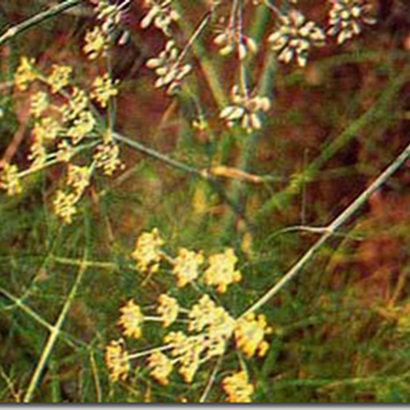 Adas (Foeniculum vulgare Mill)