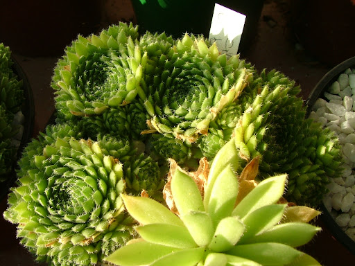 Tupac+autopsy+photos