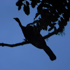 pava negra - wattled guan