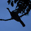 pava negra - wattled guan