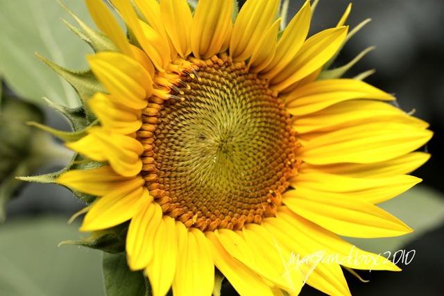 [Jen's sunflower[5].jpg]
