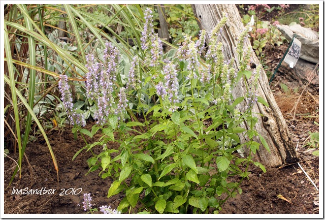 Blue Forture Agastache