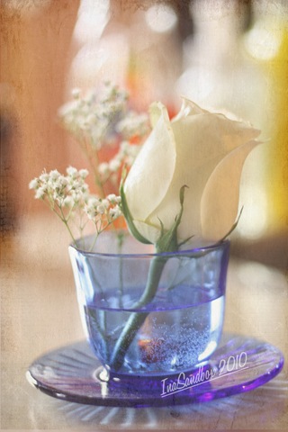 [white rose in vase with texture[5].jpg]