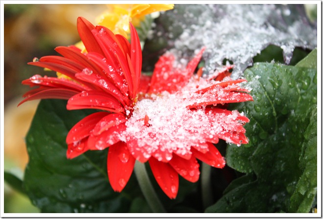 Snowy Gerbera 10-22