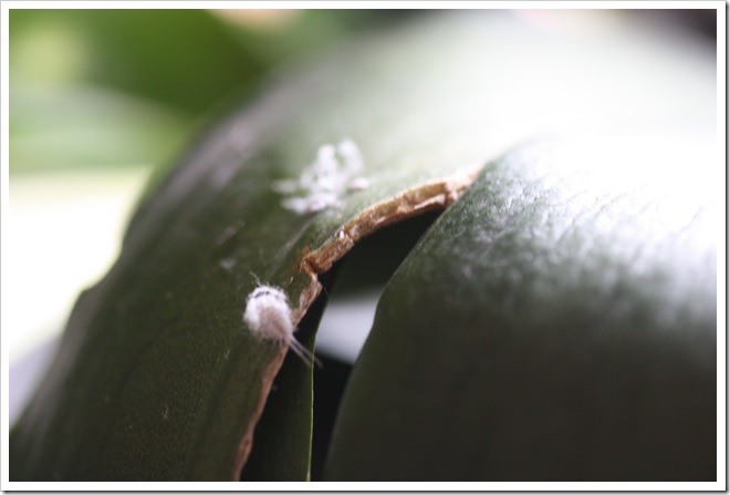 Mealybug