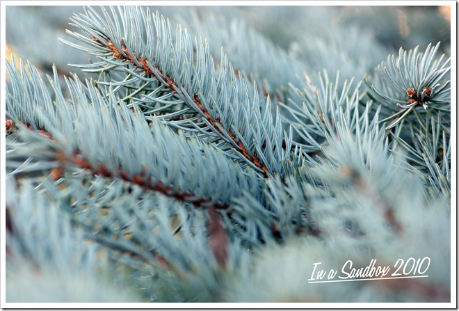blue spruce branches with logo blue spruce branches with logo