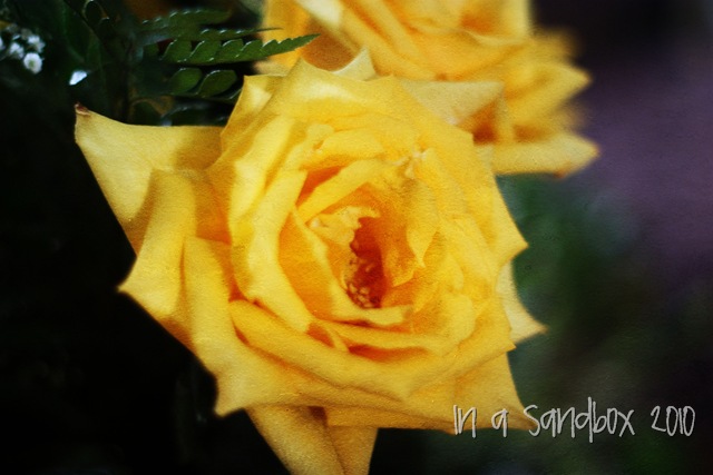 [yellow rose oil painting[10].jpg]