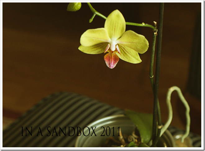 orchid-open-for-web orchid-open-for-web