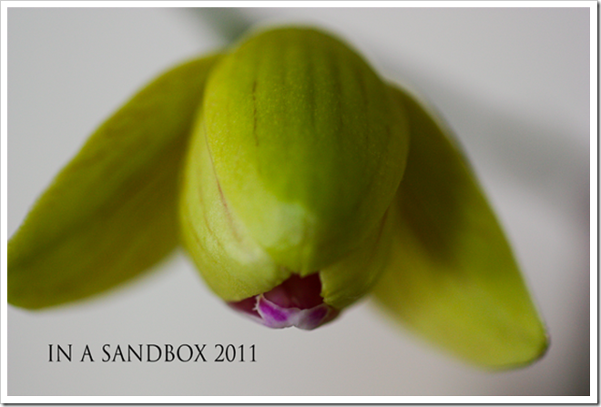 partially-open-orchid-for-w partially-open-orchid-for-w