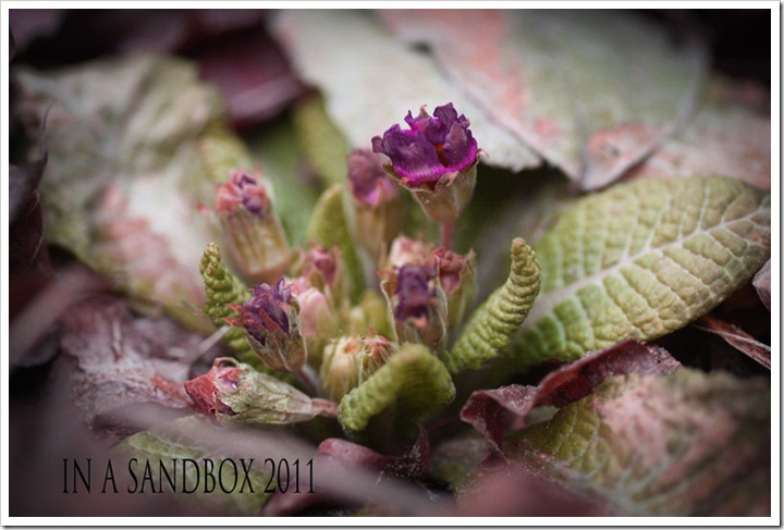 First-primula-of-the-season First-primula-of-the-season