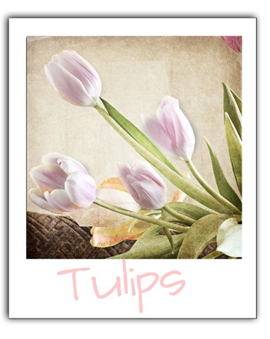 [Tulips-in-polorod-LR[5].jpg]