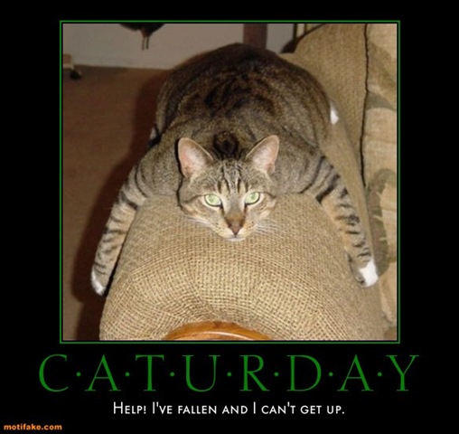 [caturday-caturday-poster-day-dec18-cubby-demotivational-posters-1292707505[5].jpg]