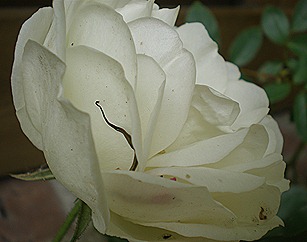 P5180029
