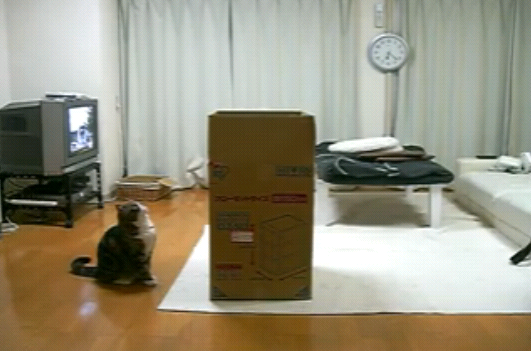 [curious_acrobatic_lolcat[6].png]