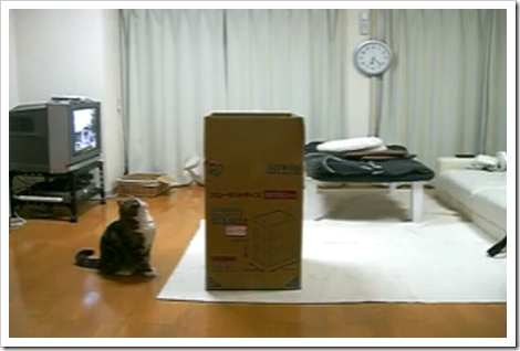 curious_acrobatic_lolcat