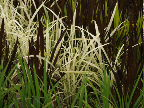 [close_up_rice_paddy_crop_art[3].png]