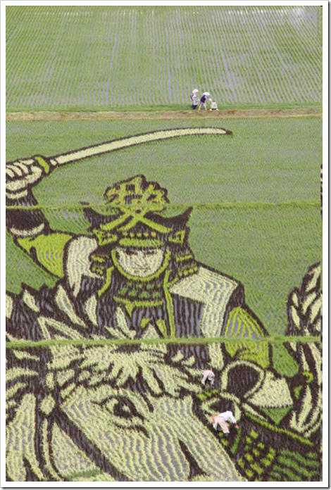 japan_rice_art