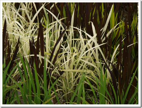 close_up_rice_paddy_crop_art