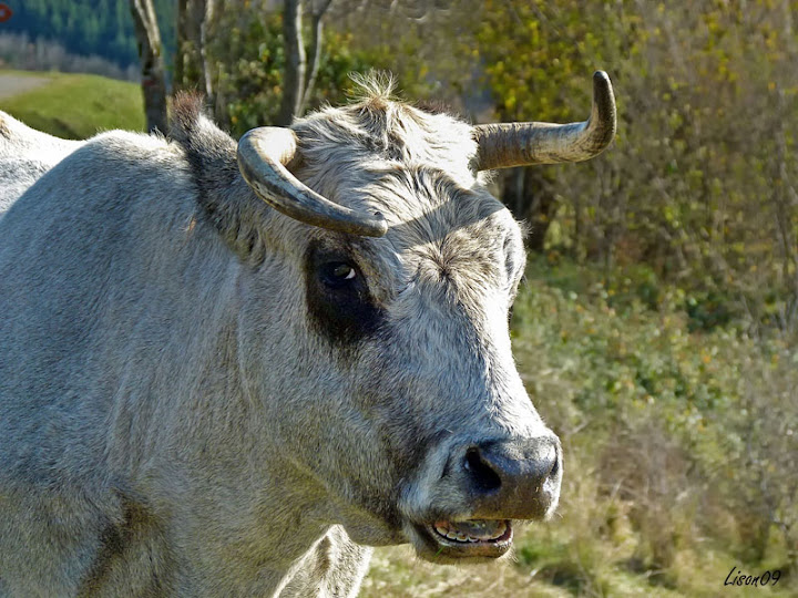 Portrait de vache
