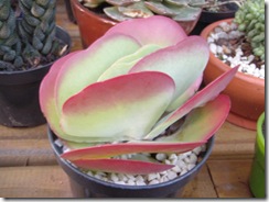 Plantas 088