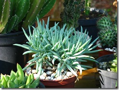 Plantas 010
