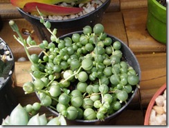 medres_Plantas 154