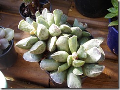 Plantas 141