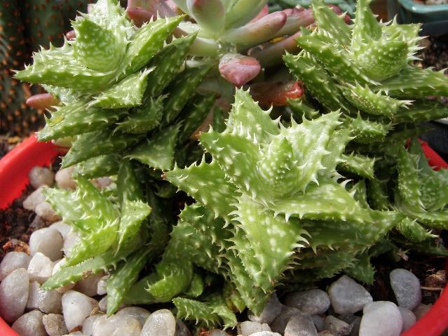 [Aloe juvenna.jpg]