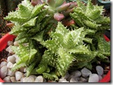 Aloe juvenna