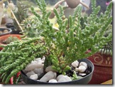 Sedum acre