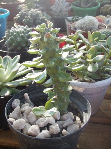 [Monadenium2.jpg]