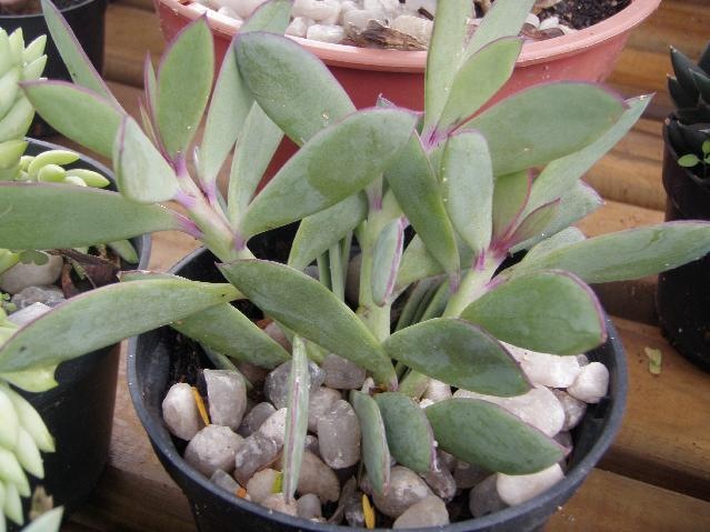 [Senecio crassissimus[3].jpg]