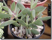 Senecio crassissimus