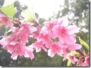 Plantas 207