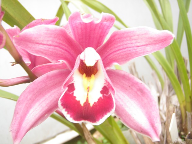 [Plantas2123.jpg]