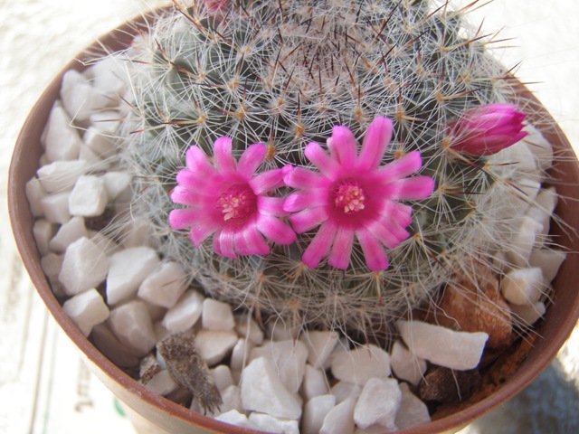 [Plantas1943.jpg]
