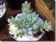 Echeveria prolifera