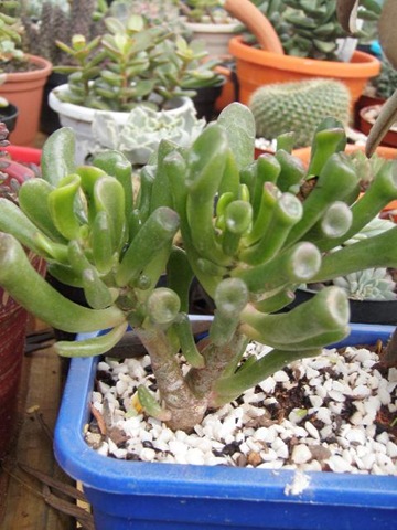[CrassulaargenteaCoral.jpg]