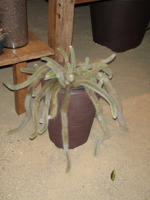 [Expoflora 2009 039.jpg]