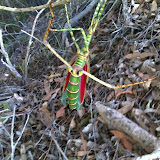 Goliath stick-insect