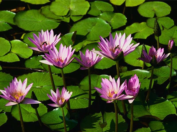 [Waterlilies2.jpg]