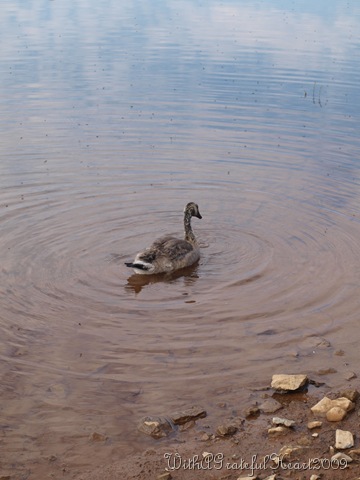 [Baby Goose[9].jpg]