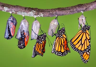 [Monarch Butterfly Emerging[7].jpg]