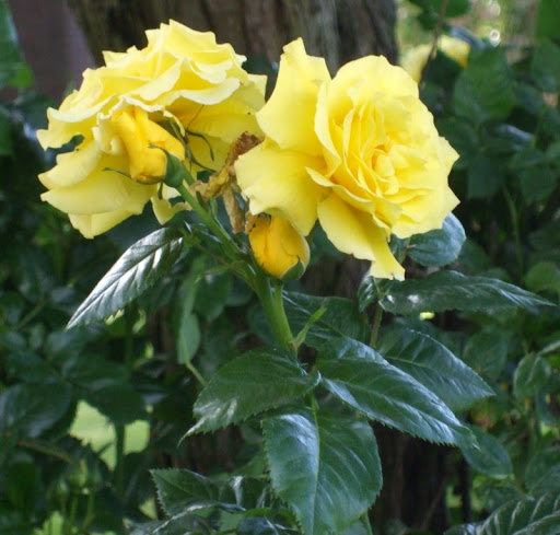 http://lh6.ggpht.com/_1rHIiIZxzVM/TB6ZSt_pWlI/AAAAAAAAAEU/QOKDfQixlWc/s512/DSCF0699.JPG