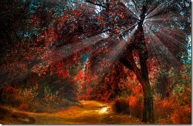 Sunburst in autumn forest