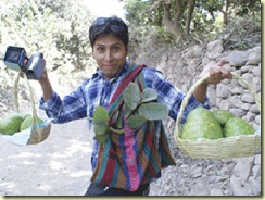 todos los pobladores de cumbe se dedican a la siembre y cosecha de la chirimoya