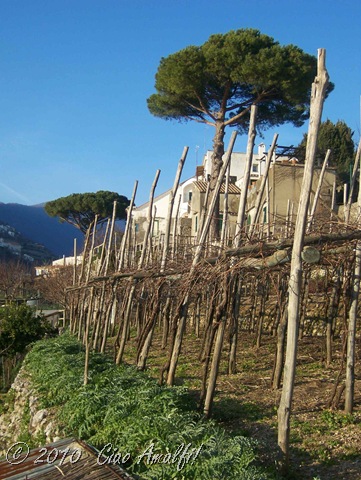[CiaoAmalfiCoastBlogWinterRavellovine.jpg]