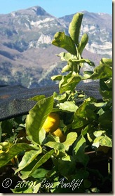 Ciao Amalfi Coast Blog sleeping lemons3