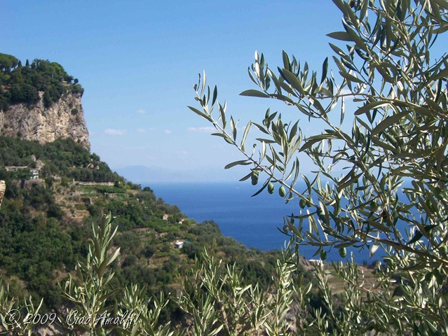 [Ciao Amalfi Coast Blog Olives[7].jpg]